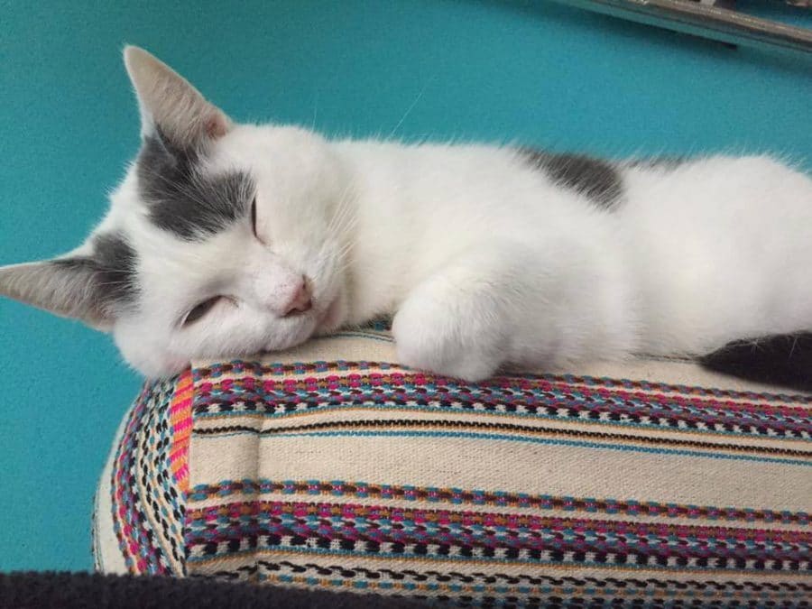 cat sleeping on yoga bolster