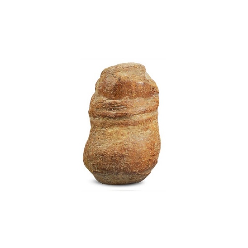 Fossil Cassava large
