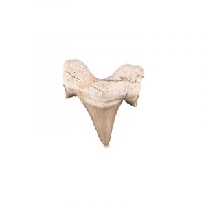 Fossil Shark tooth 5 cm