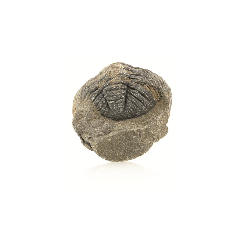 Fossil Vibrate