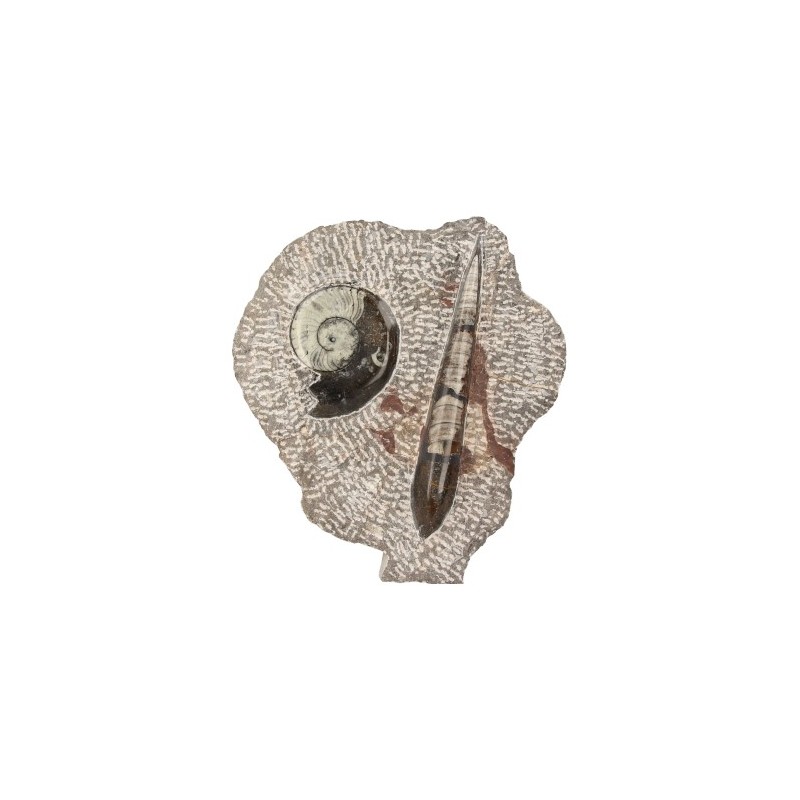 Orthoceras with Goniatite Statue (Model 3)