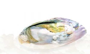 Abalone Shell