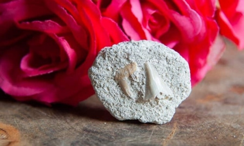 Fossils