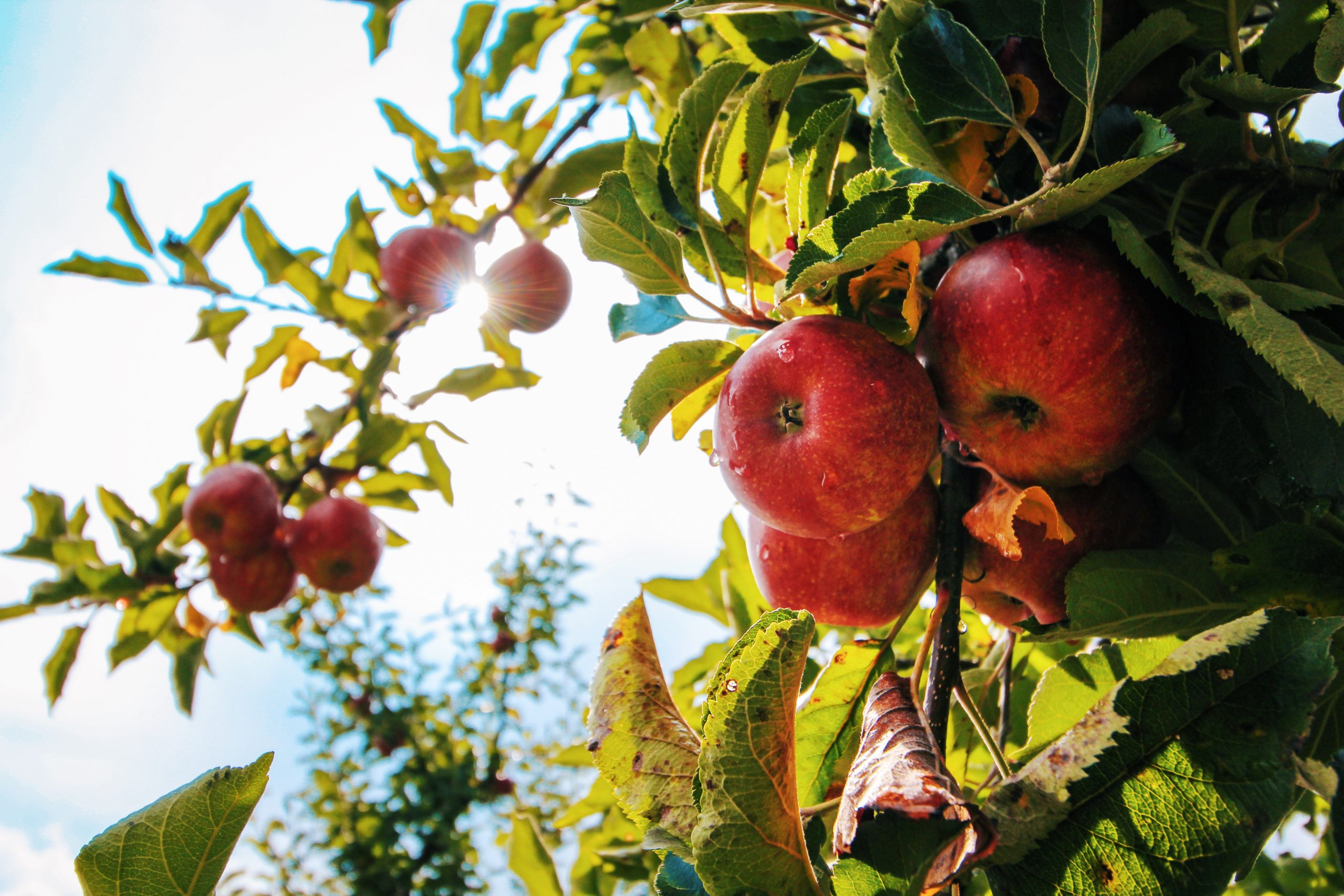 apple tree tree of knowledge