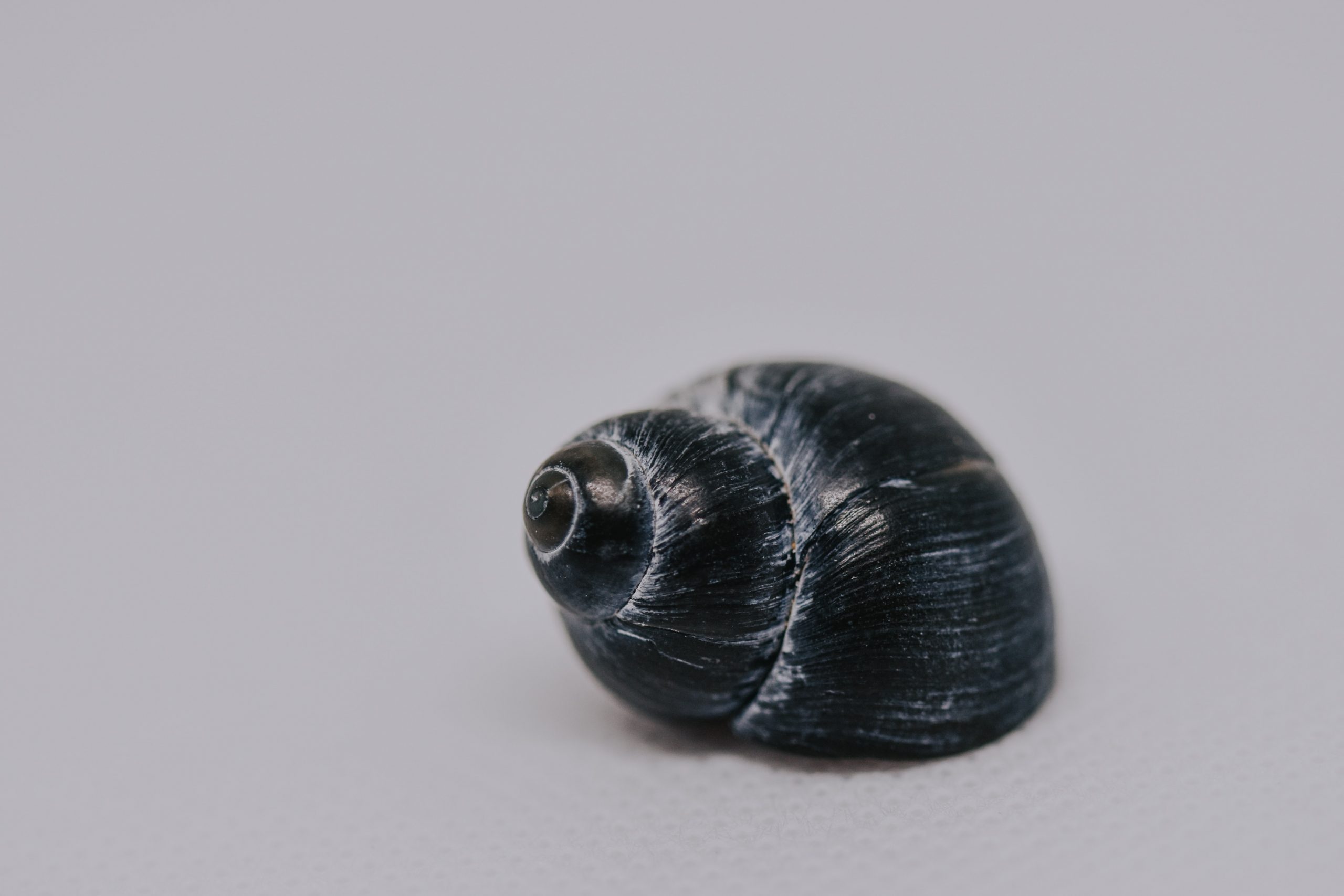 black spiral shell golden ratio