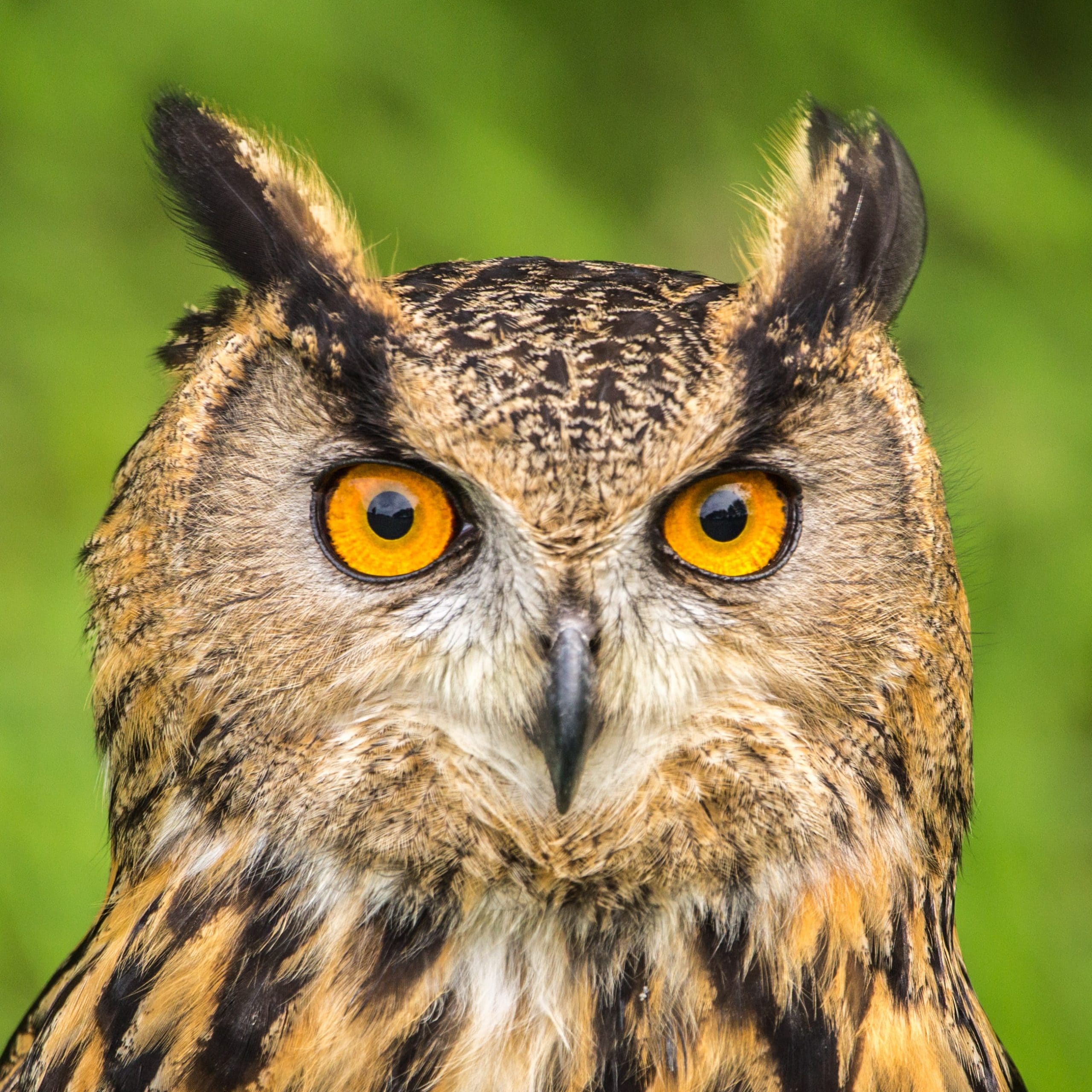 barn owl