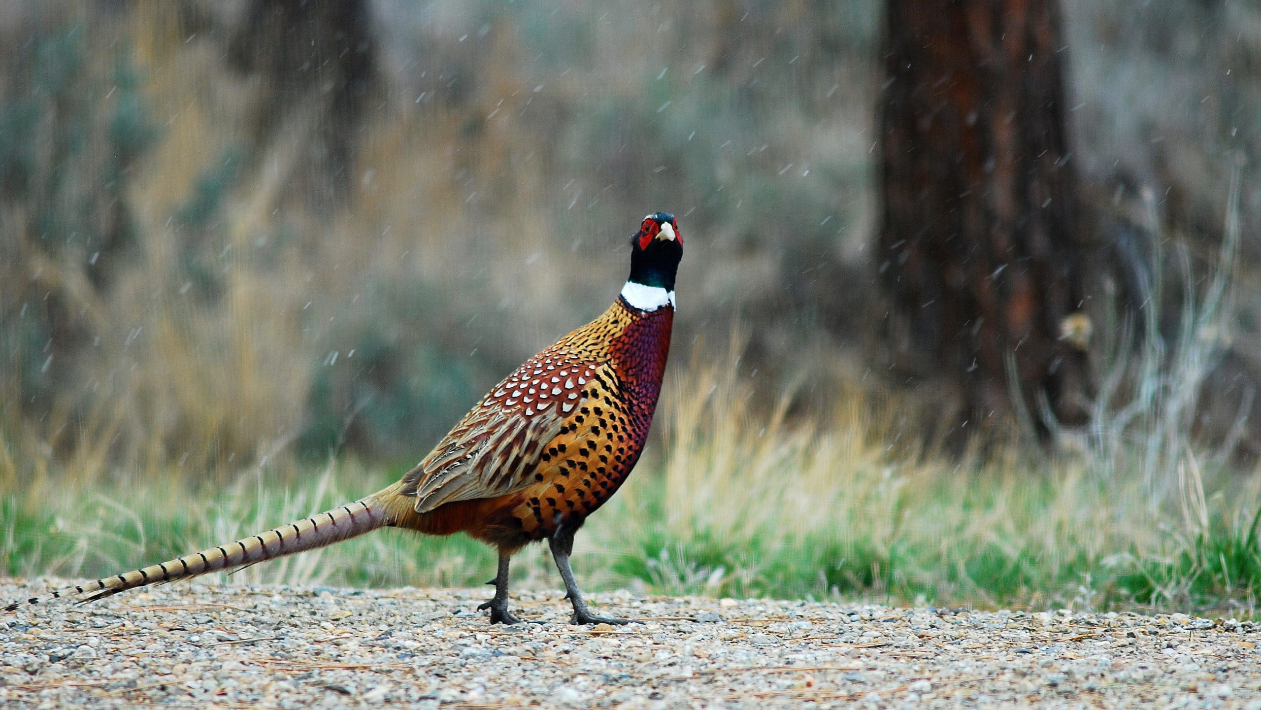 pheasant