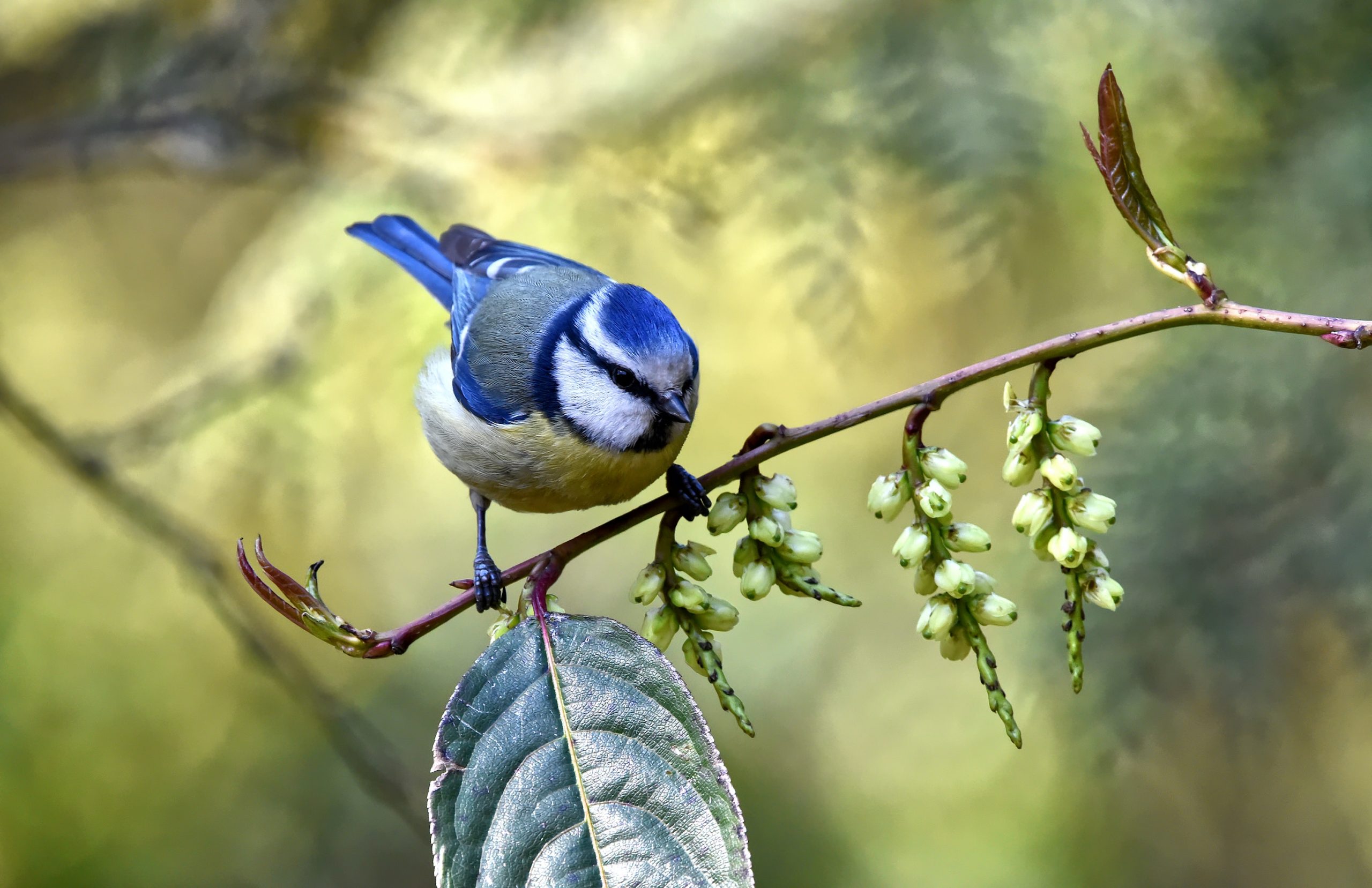 great tit on branch