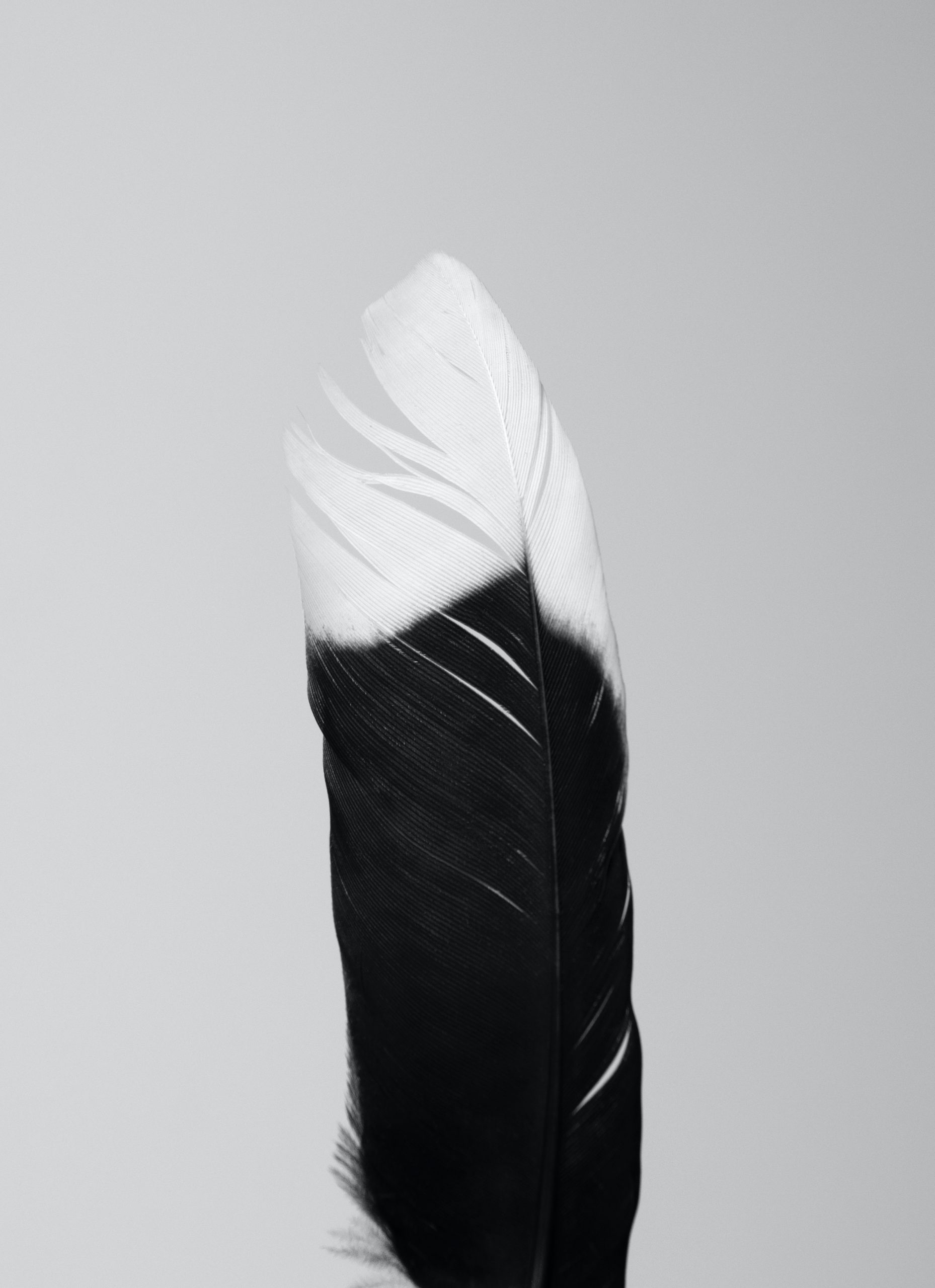 magpie feather