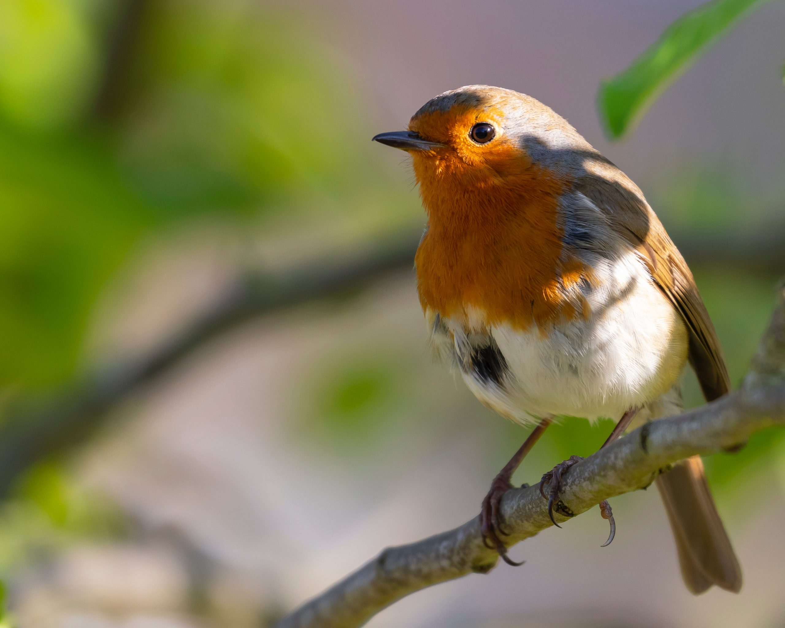 robin on branch