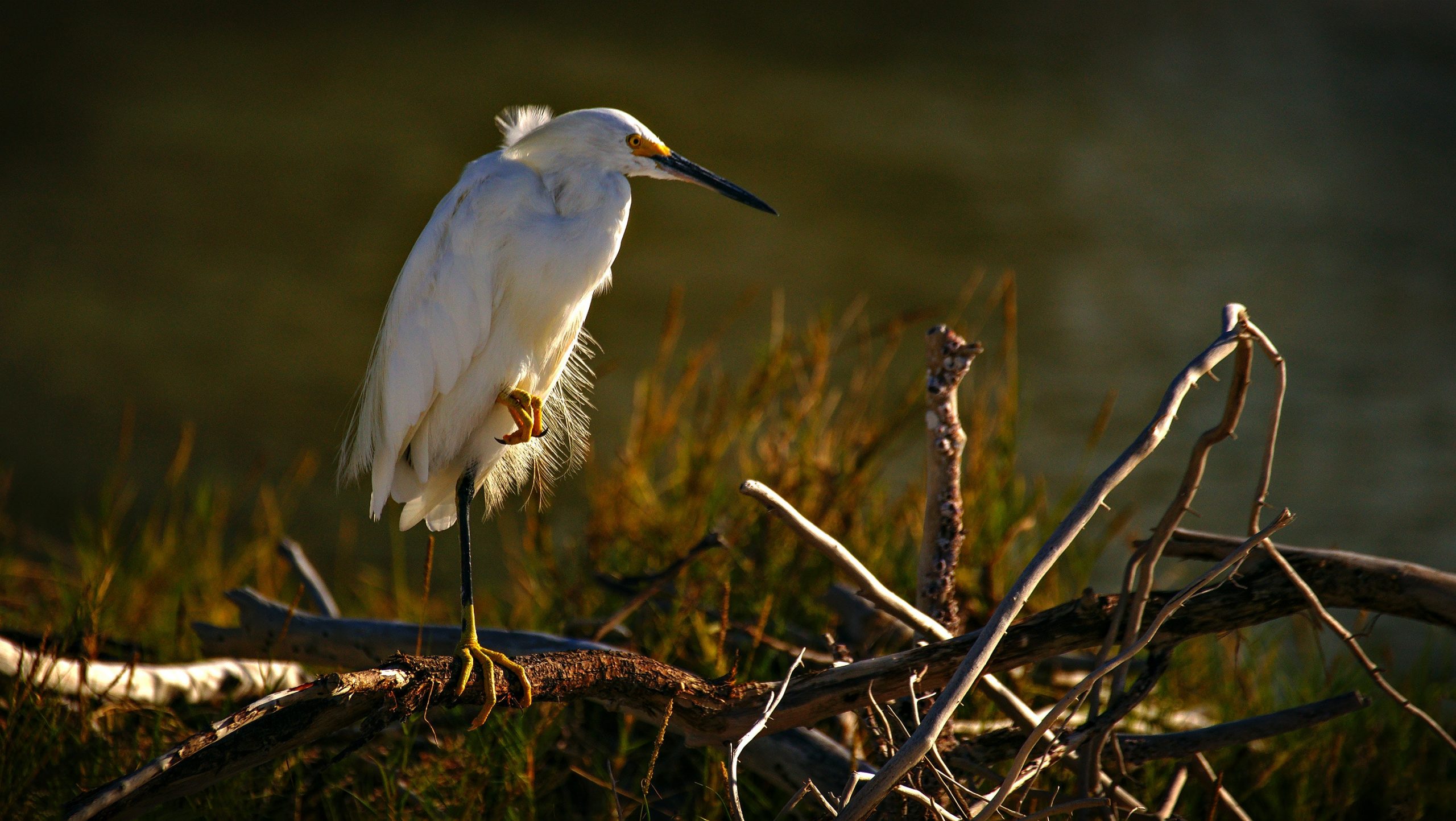 white heron