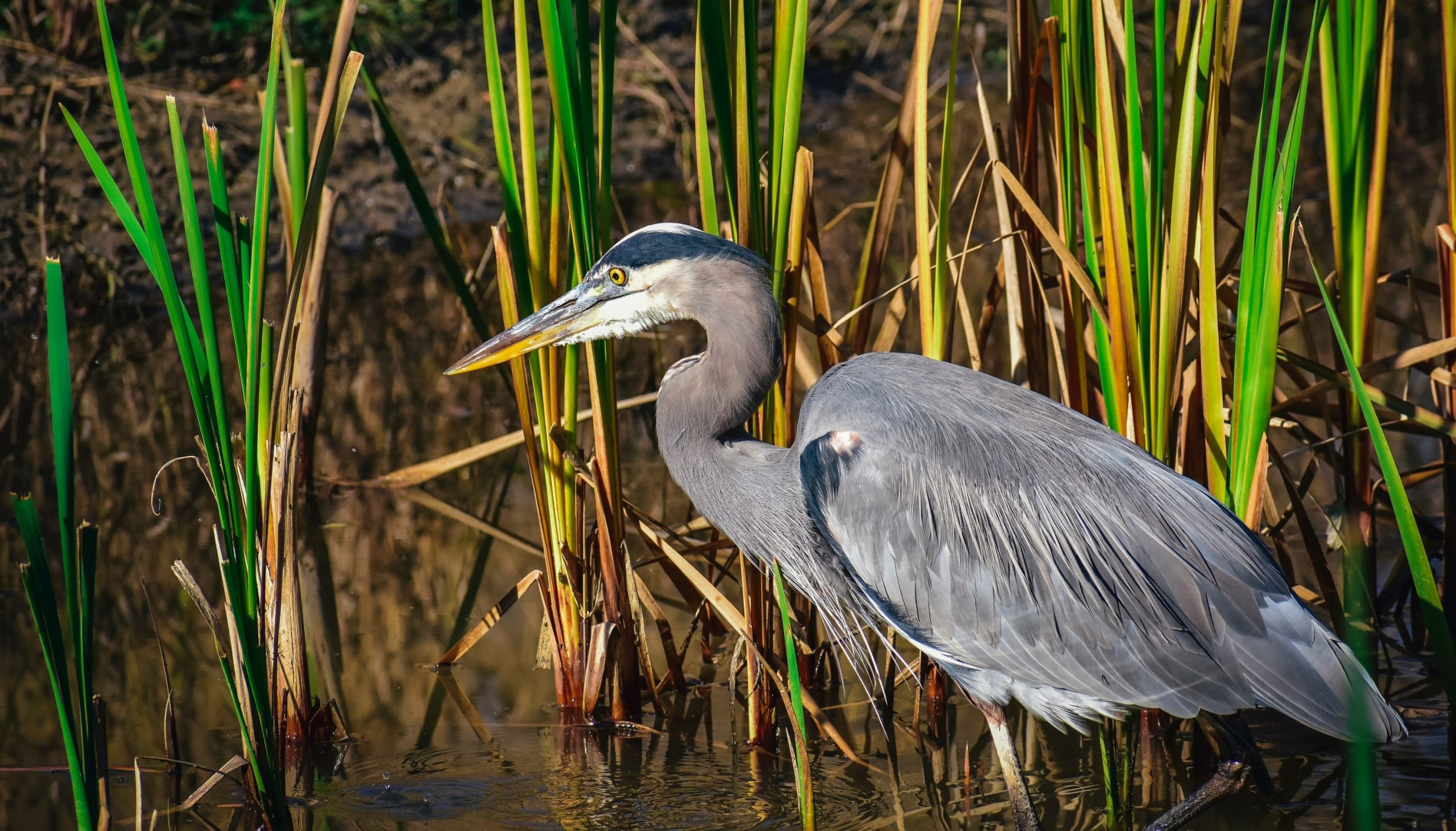 gray heron
