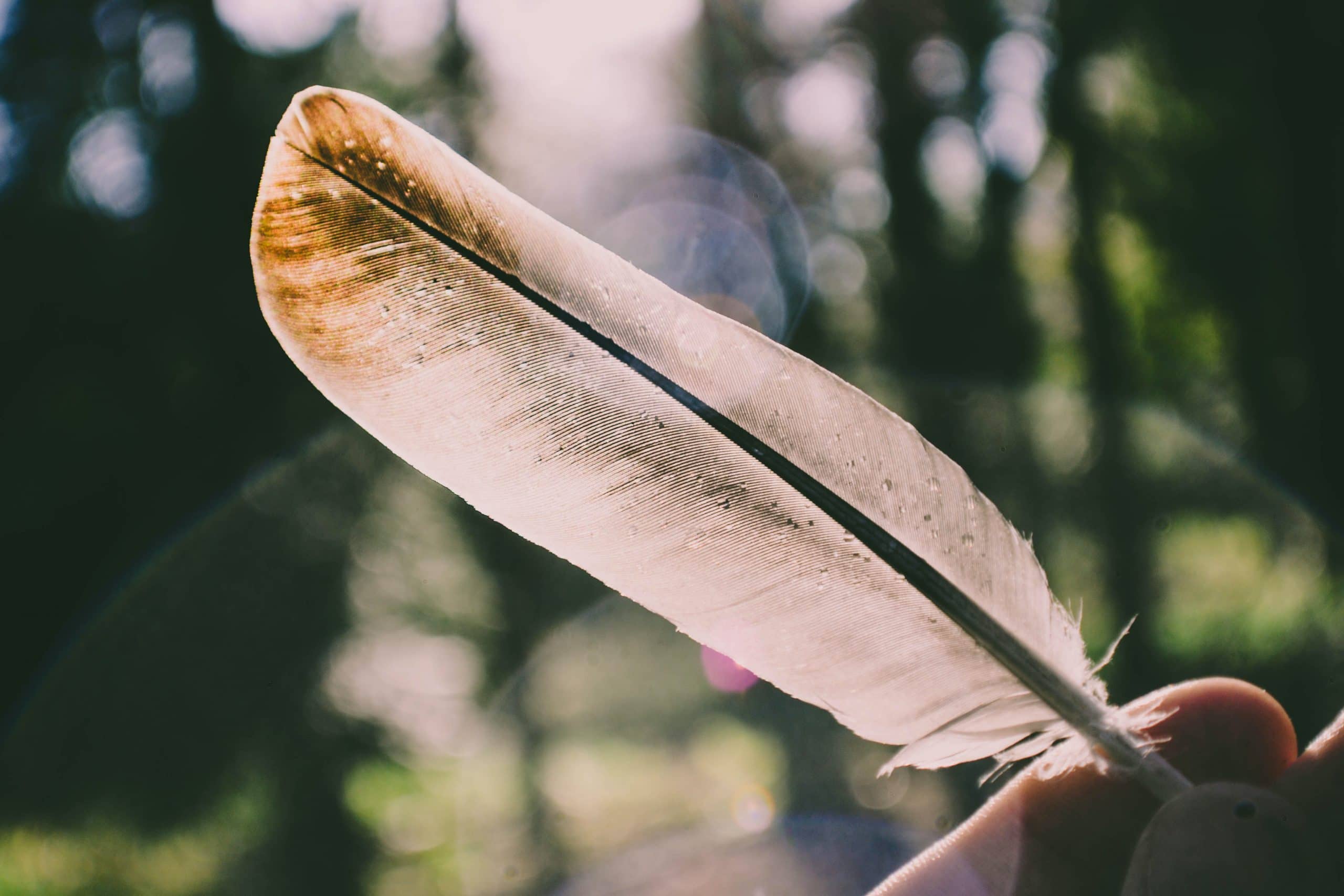 brown feather in sun