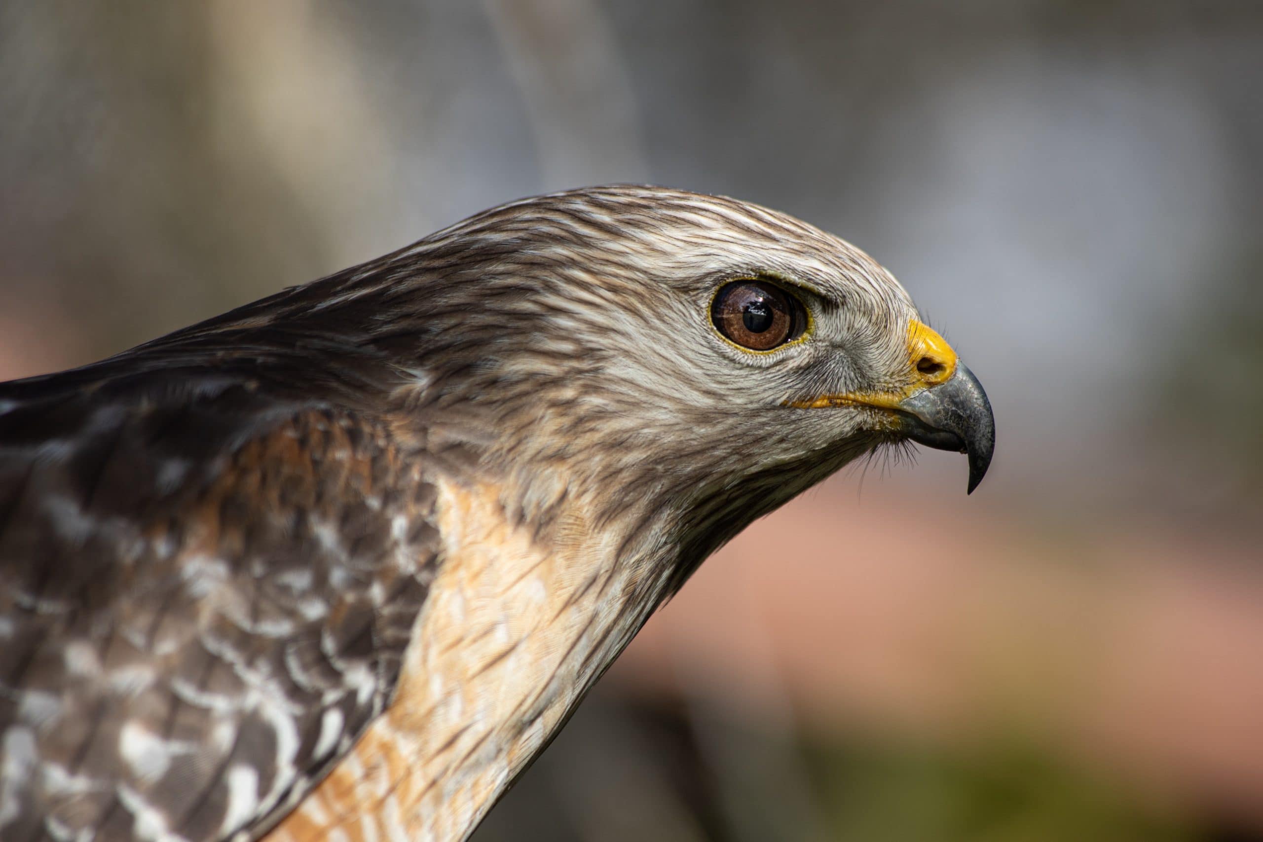 buzzard