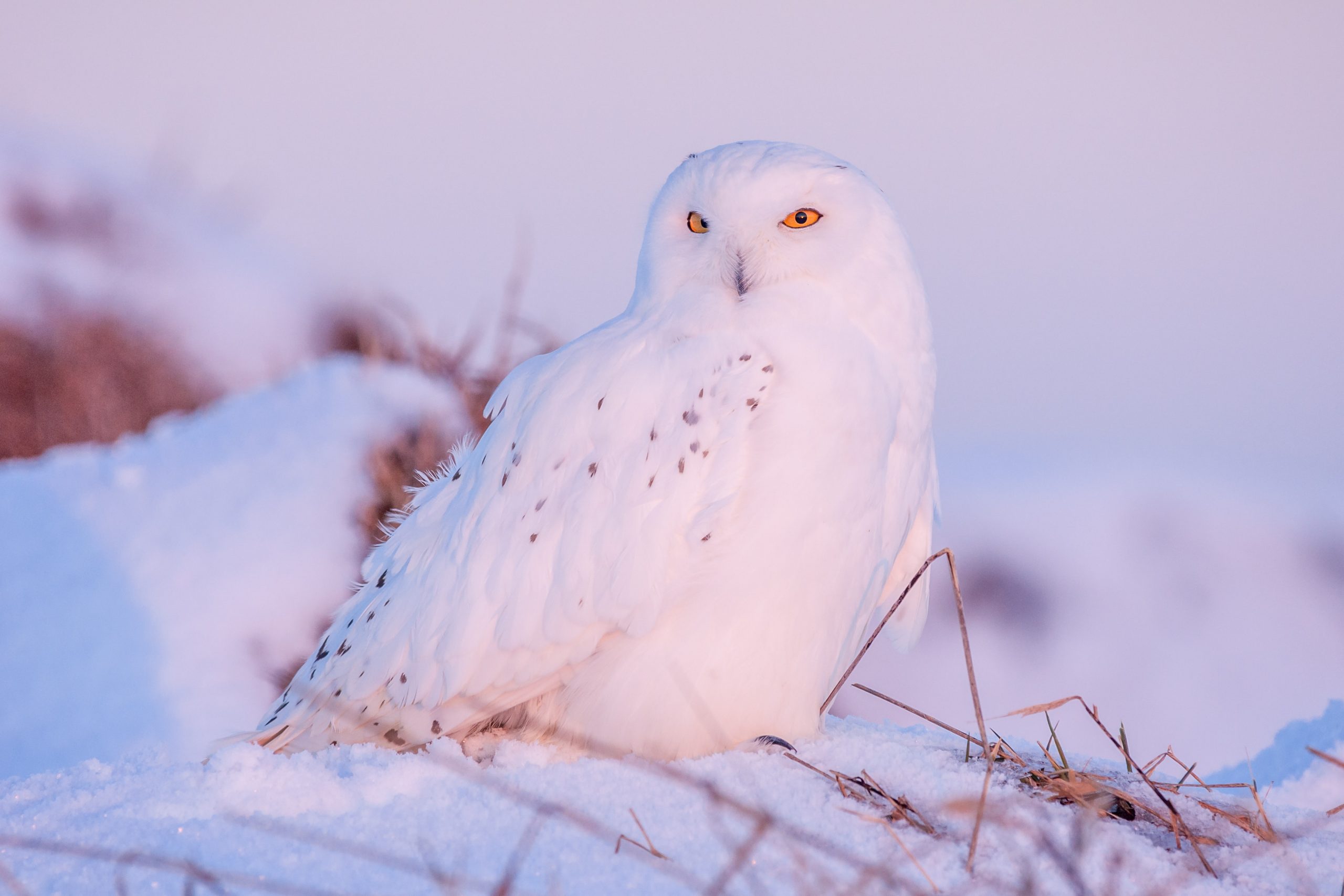 snow owl