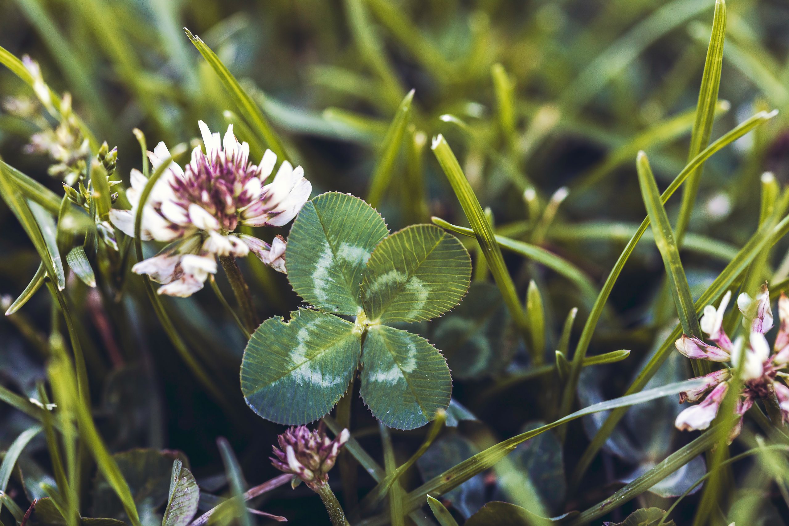 four leaf clover in grass