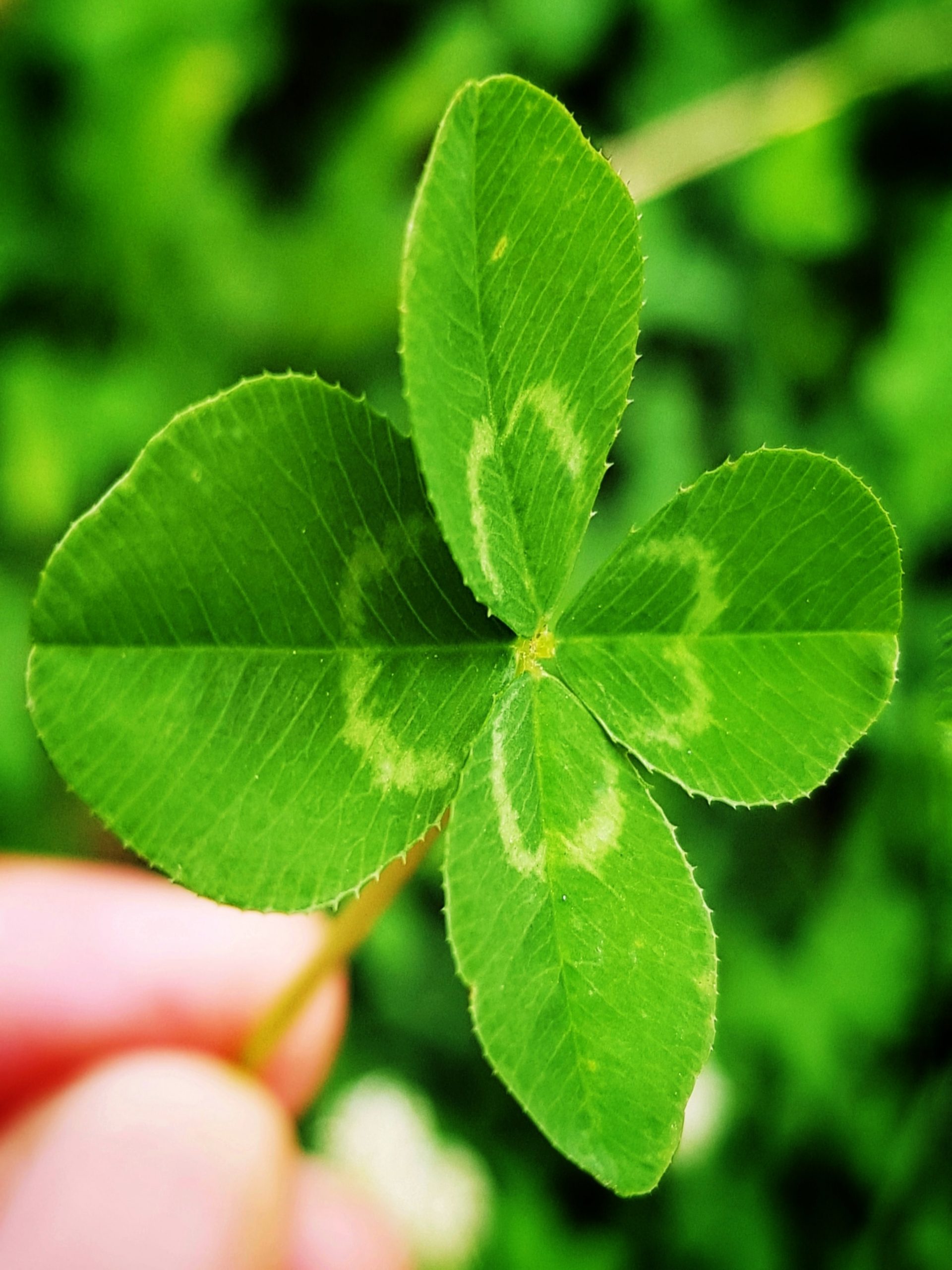 four leaf clover