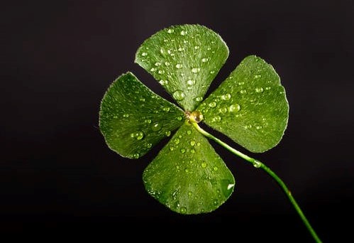 Four Leaf Clover: A Little Green Lucky Charm