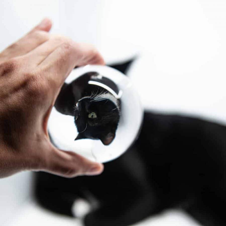 black cat and crystal ball