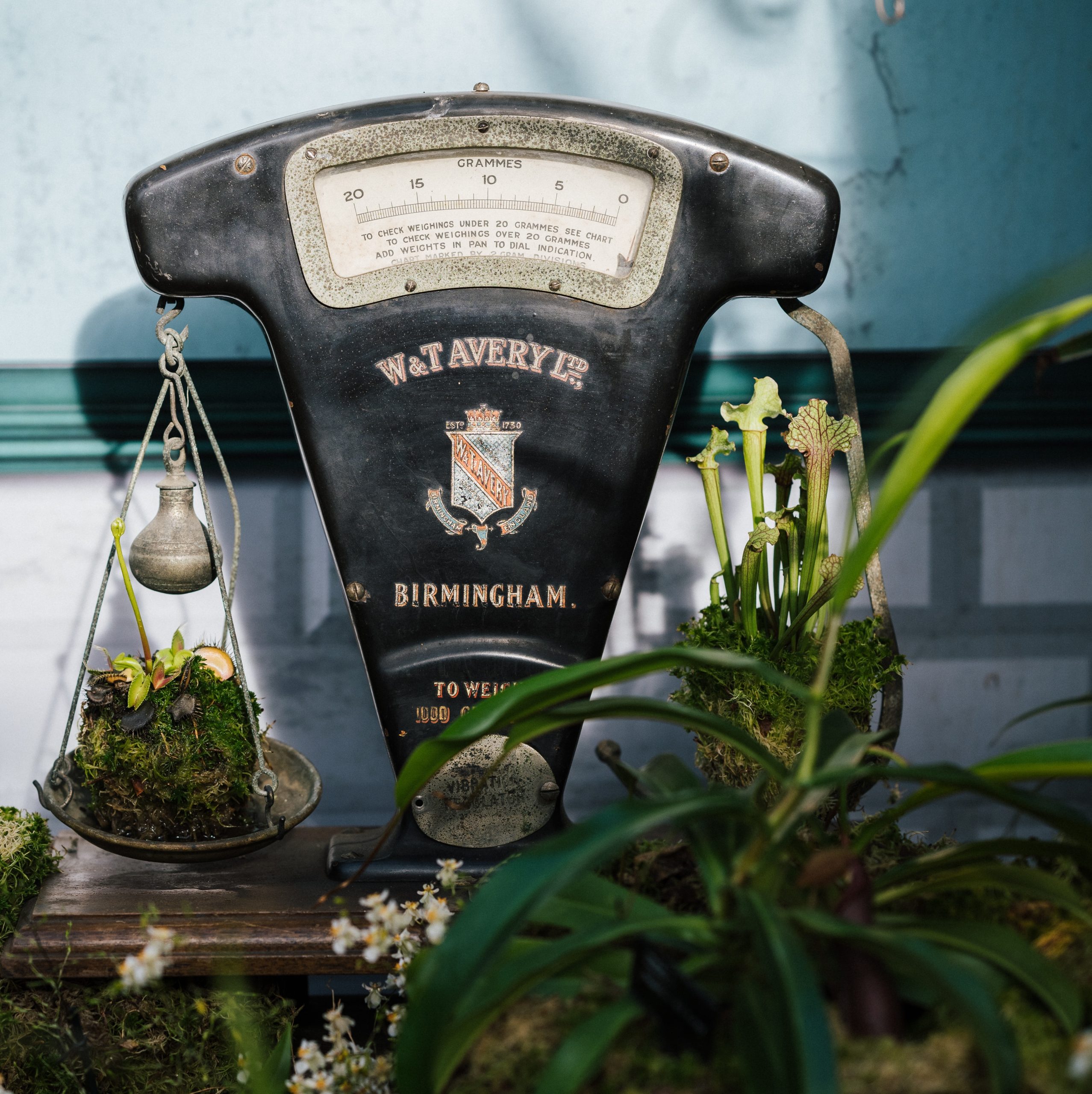 antique scale weighing plants