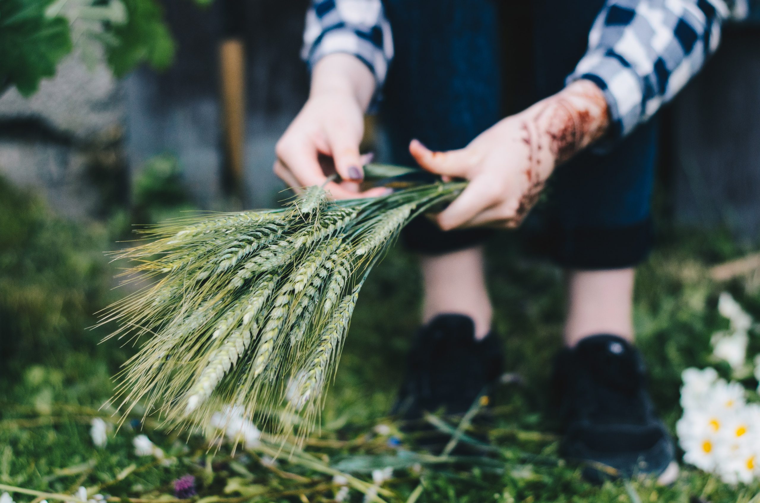 henna hands collecting wheat