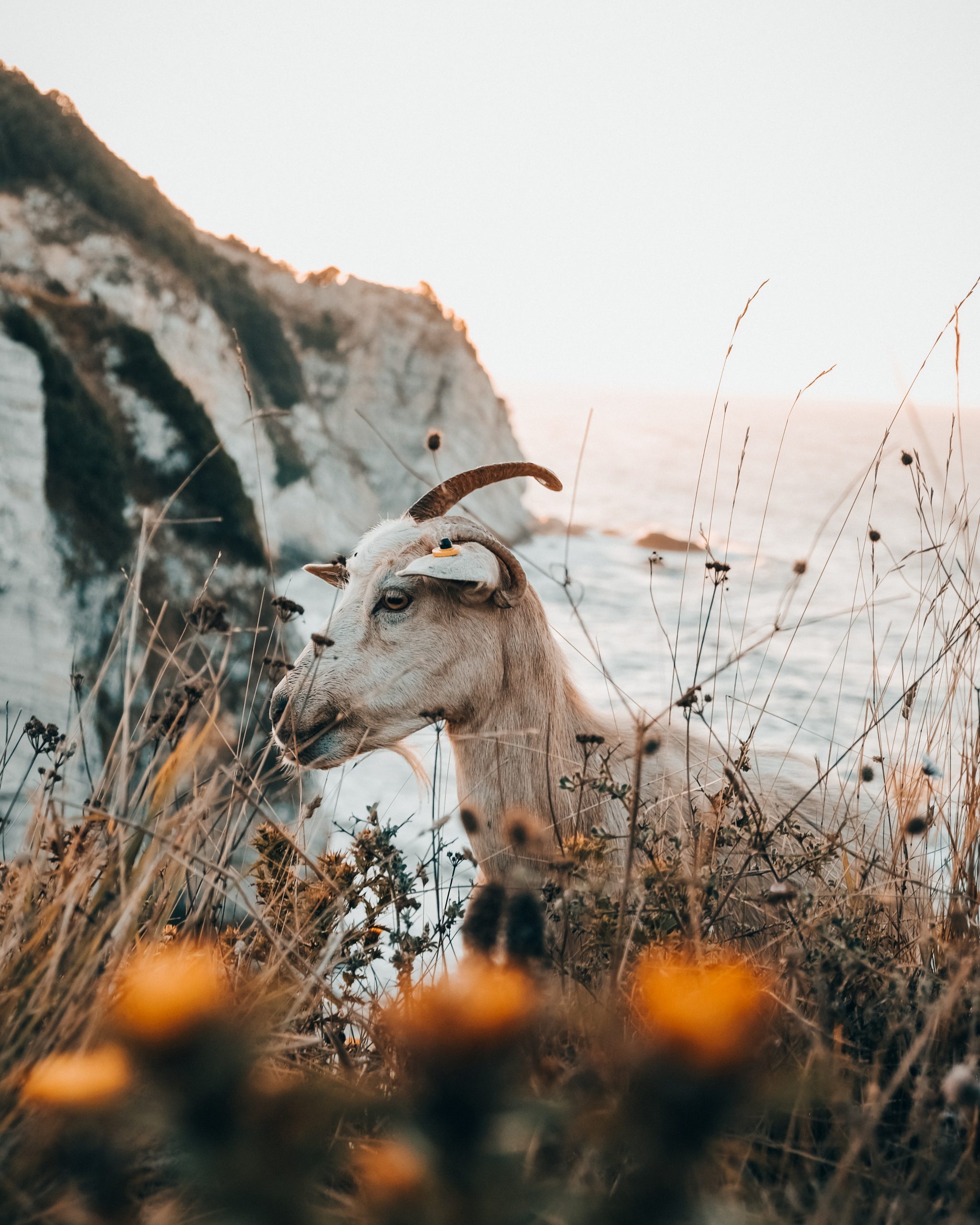 goat by sea in flowers