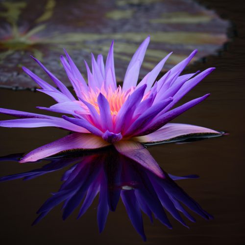 Crown Chakra: Astral Travel with the Cosmic Contact Point