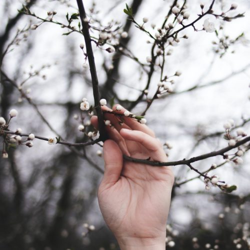 Imbolc Celebrations: Let’s Usher in the Spring Breeze Together