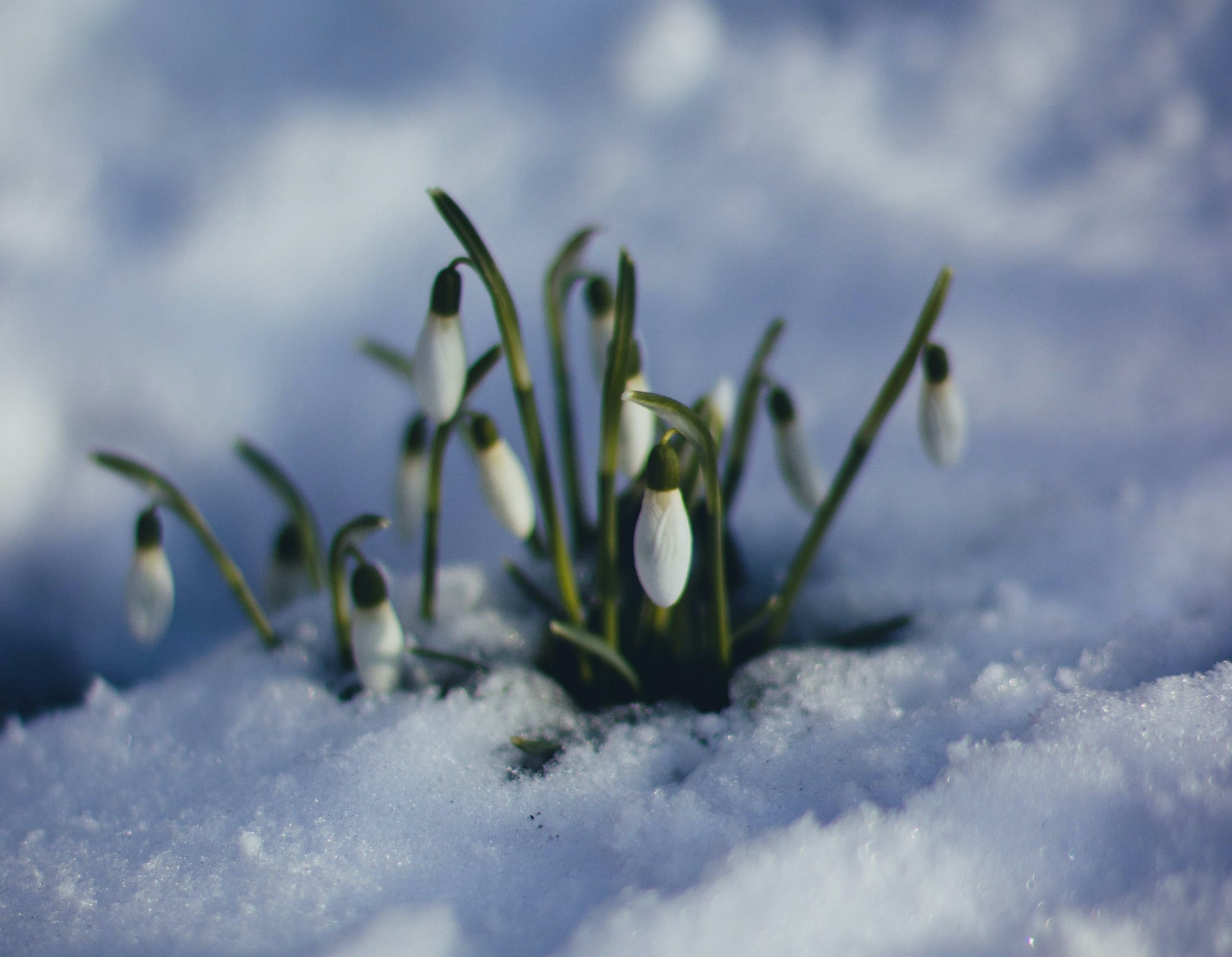 crocus in snow