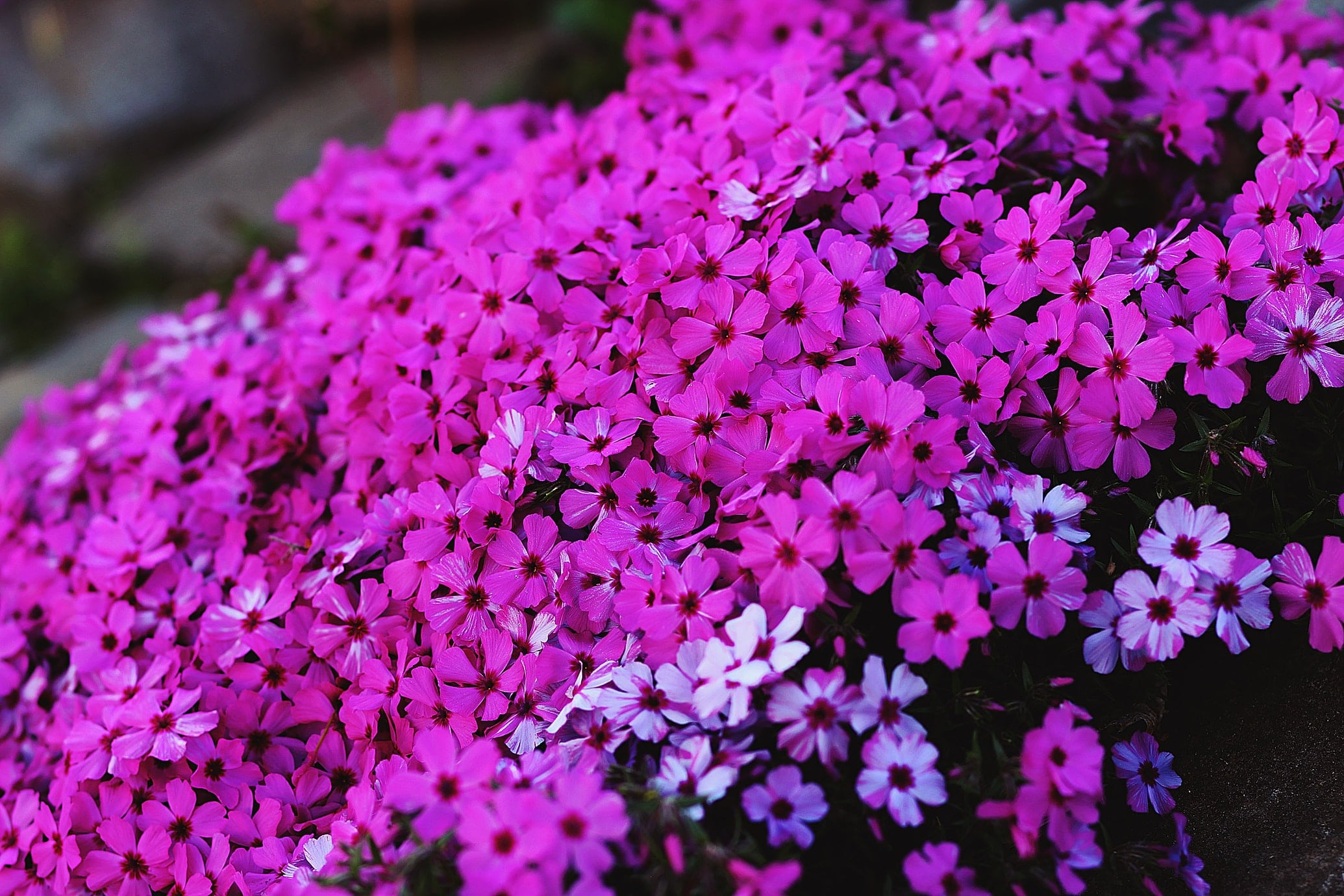 pink spring flowers
