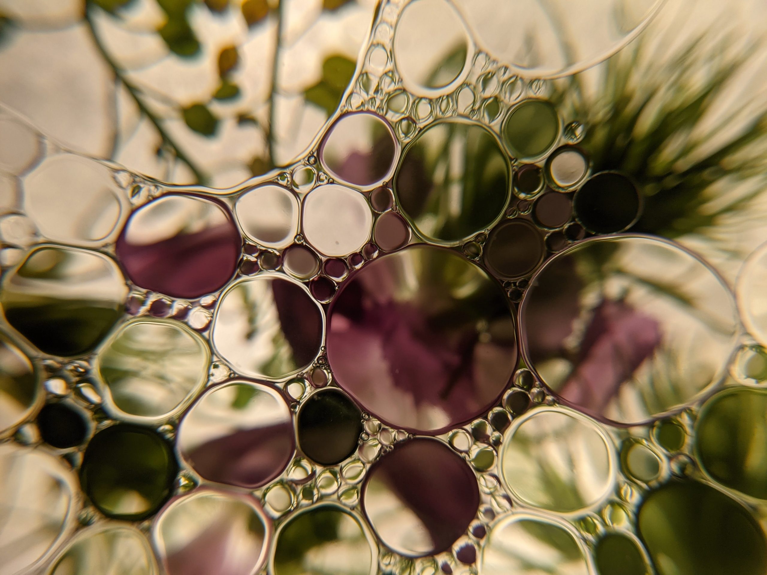 dried flowers seen through oil