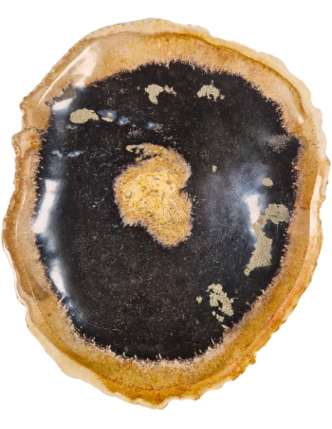 Indonesian Petrified Palm Wood Plate No.01
