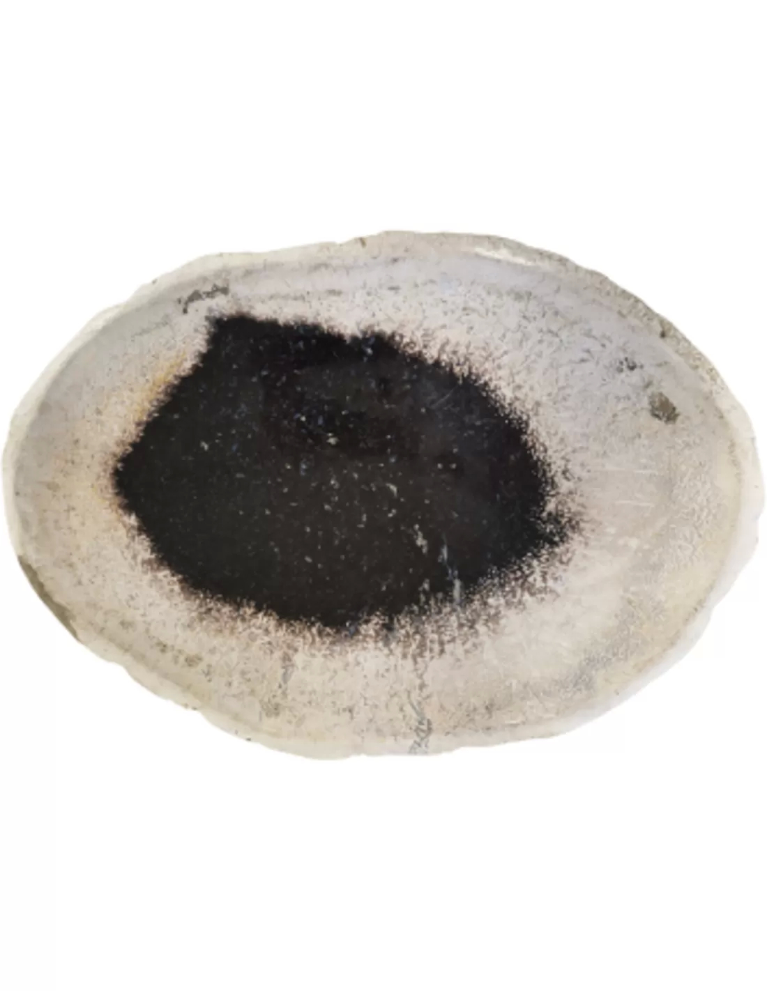 Indonesian Petrified Palm Wood Plate Number 03